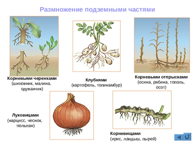 Кракен зеркало рабочее kr2web in